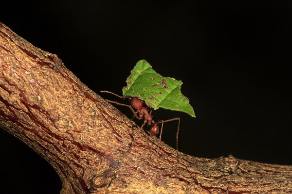 Leafcutter ant