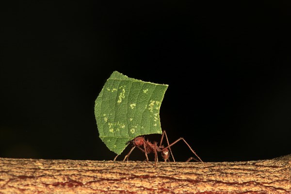 Leafcutter ant