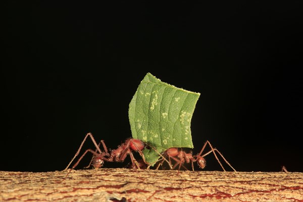 Leafcutter ants