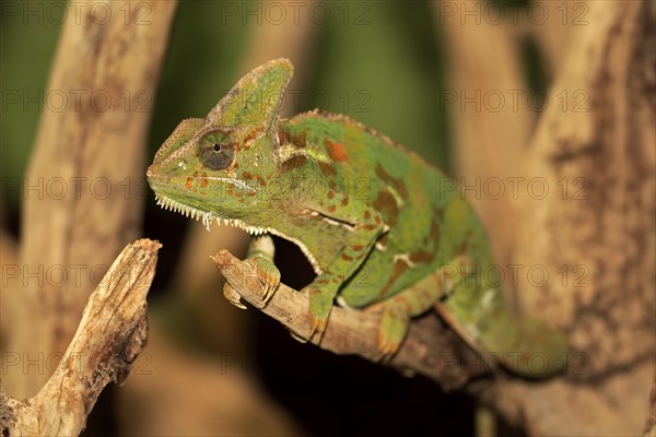 Veiled chameleon