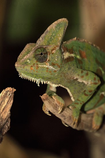 Veiled chameleon