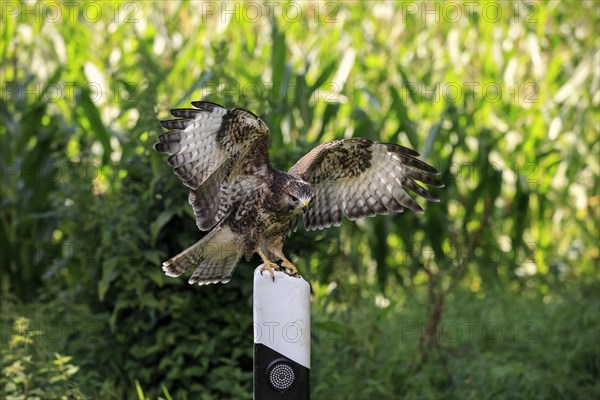 Common buzzard