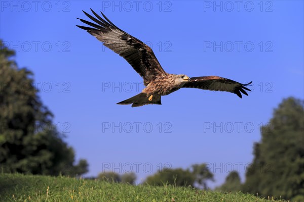 Red kite