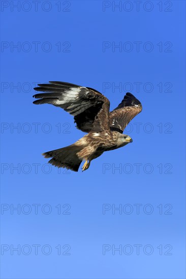 Red kite