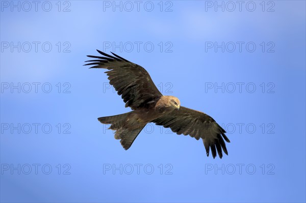 Red kite