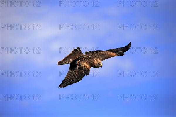 Red kite