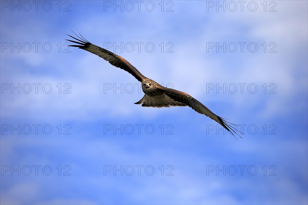 Red kite