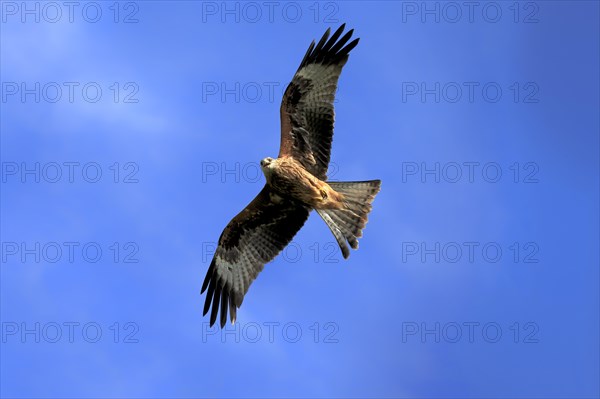 Red kite