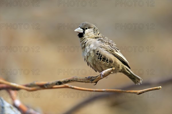 Sociable weaver