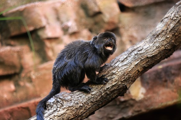 Goeldi's marmoset or Goeldi's monkey