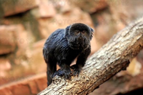 Goeldi's marmoset or Goeldi's monkey