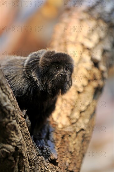 Goeldi's marmoset or Goeldi's monkey