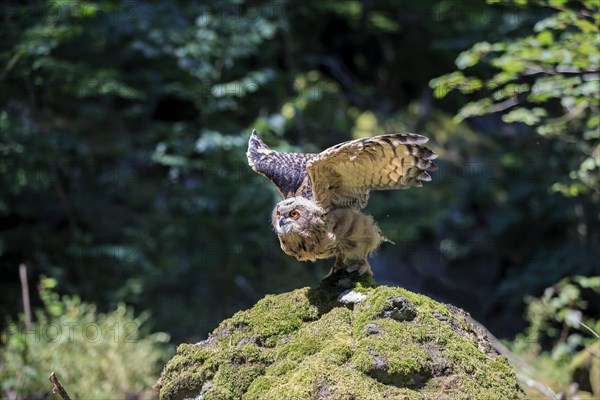 Eurasian eagle-owl