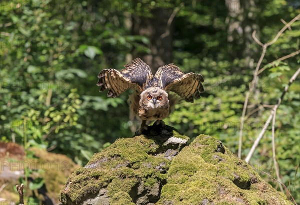 Eurasian eagle-owl