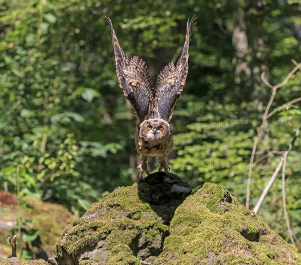 Eurasian eagle-owl