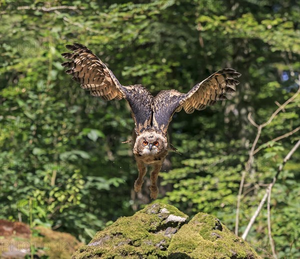 Eurasian eagle-owl