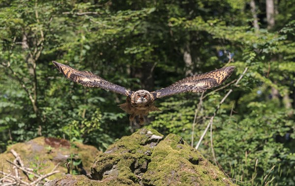 Eurasian eagle-owl