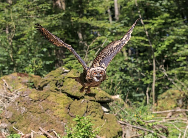 Eurasian eagle-owl