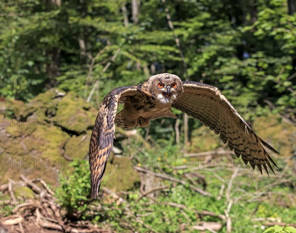 Eurasian eagle-owl