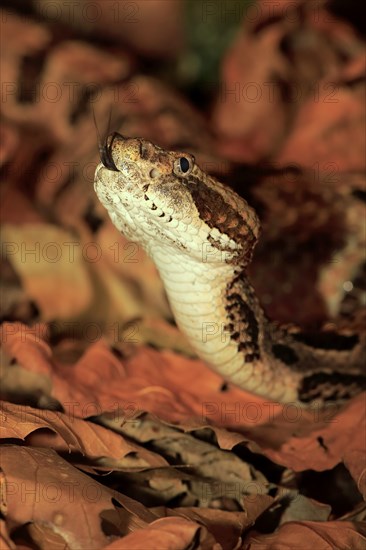 Timber rattlesnake