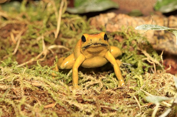 Black-legged poison frog