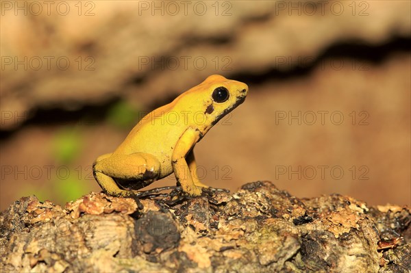 Black-legged poison frog