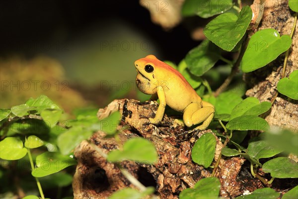 Black-legged poison frog