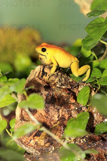 Black-legged poison frog