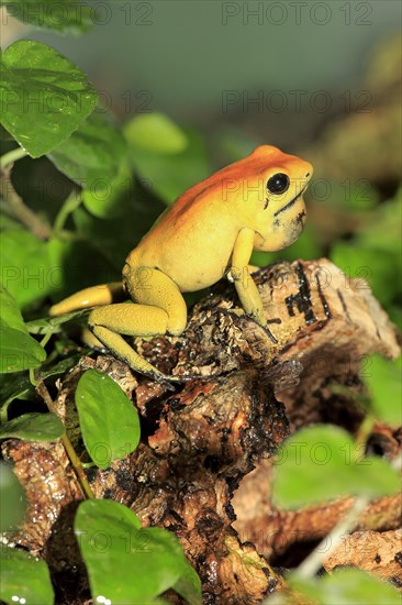 Black-legged poison frog