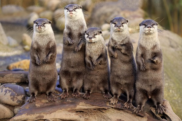Oriental small-clawed otters or Asian small-clawed otters