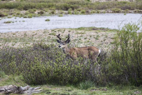 Mule deer