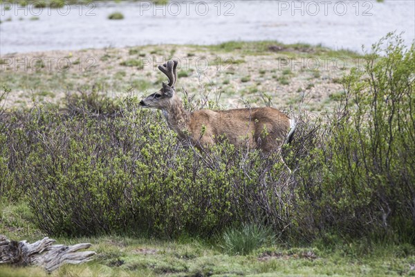 Mule deer