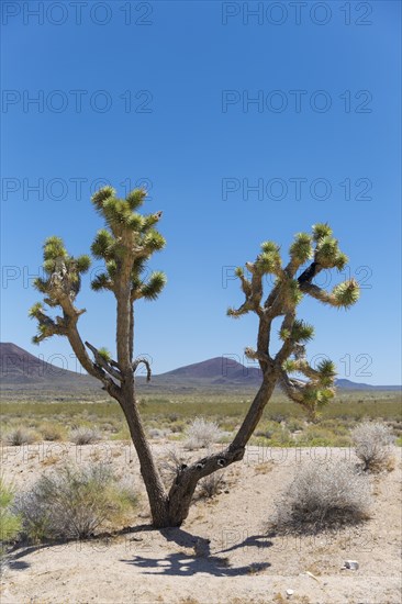 Joshua tree