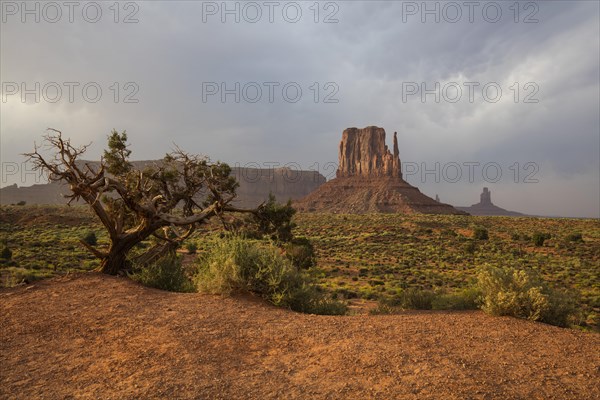 West Mitten Buttes in the evening light