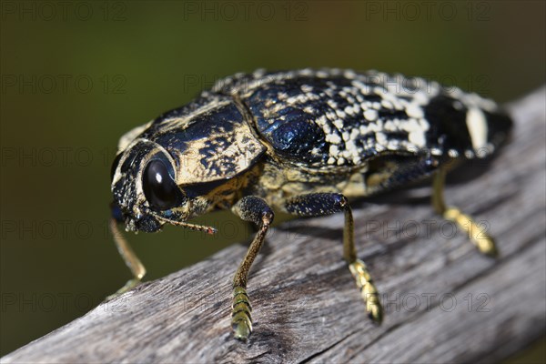 Beetle in dry forests of Isalo National Park