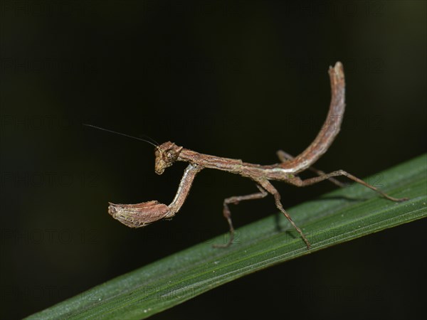 Mantis