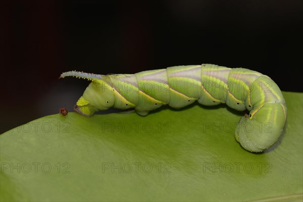 Caterpillar of Privet Hawk Moth