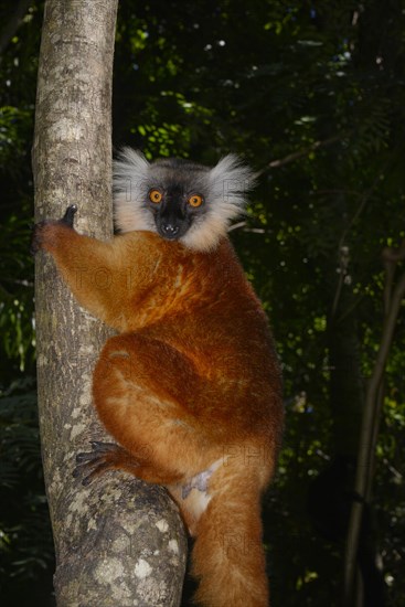 Black lemur