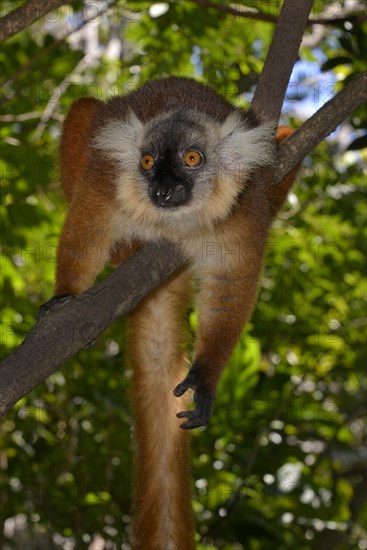 Black lemur