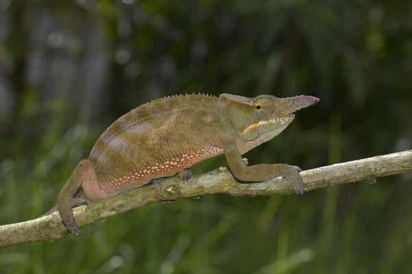 Chameleon