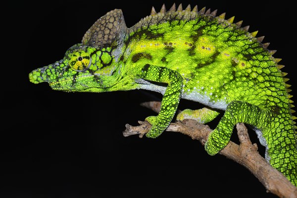 Antimena chameleon