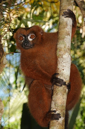 Red-bellied lemur