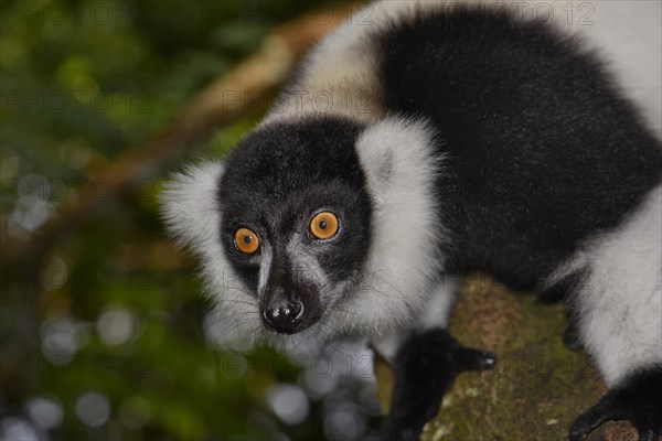 Black-and-white ruffed lemur