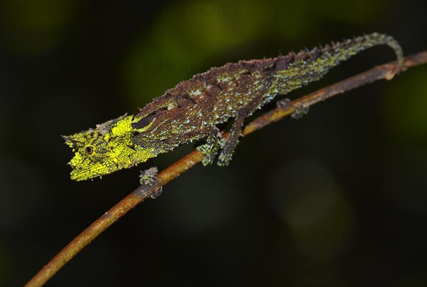 Brookesia vadoni