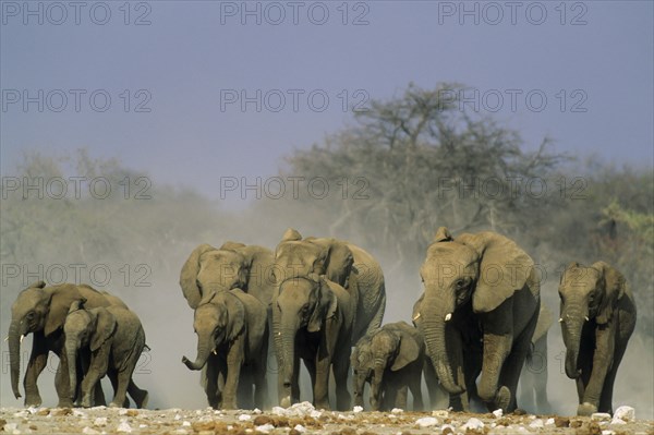 African Elephants
