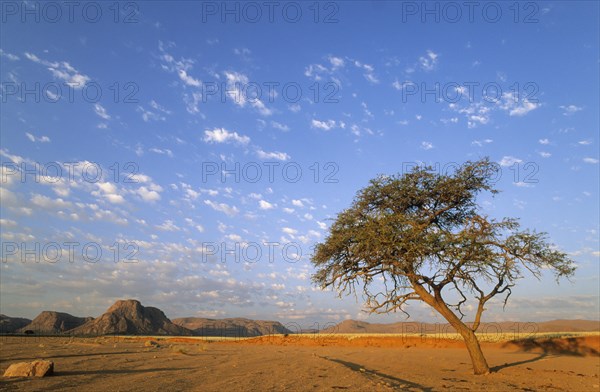 Camelthorn tree