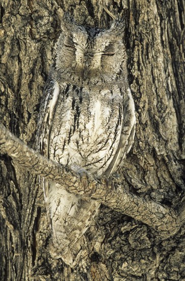 Scops Owl