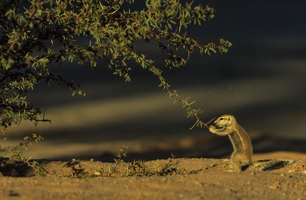 Cape Ground Squirrel