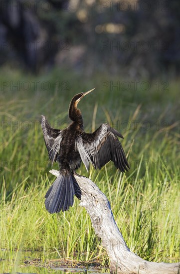 African Darter