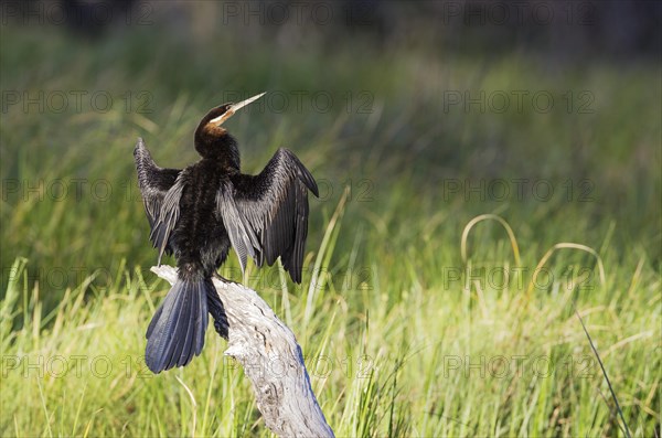 African Darter